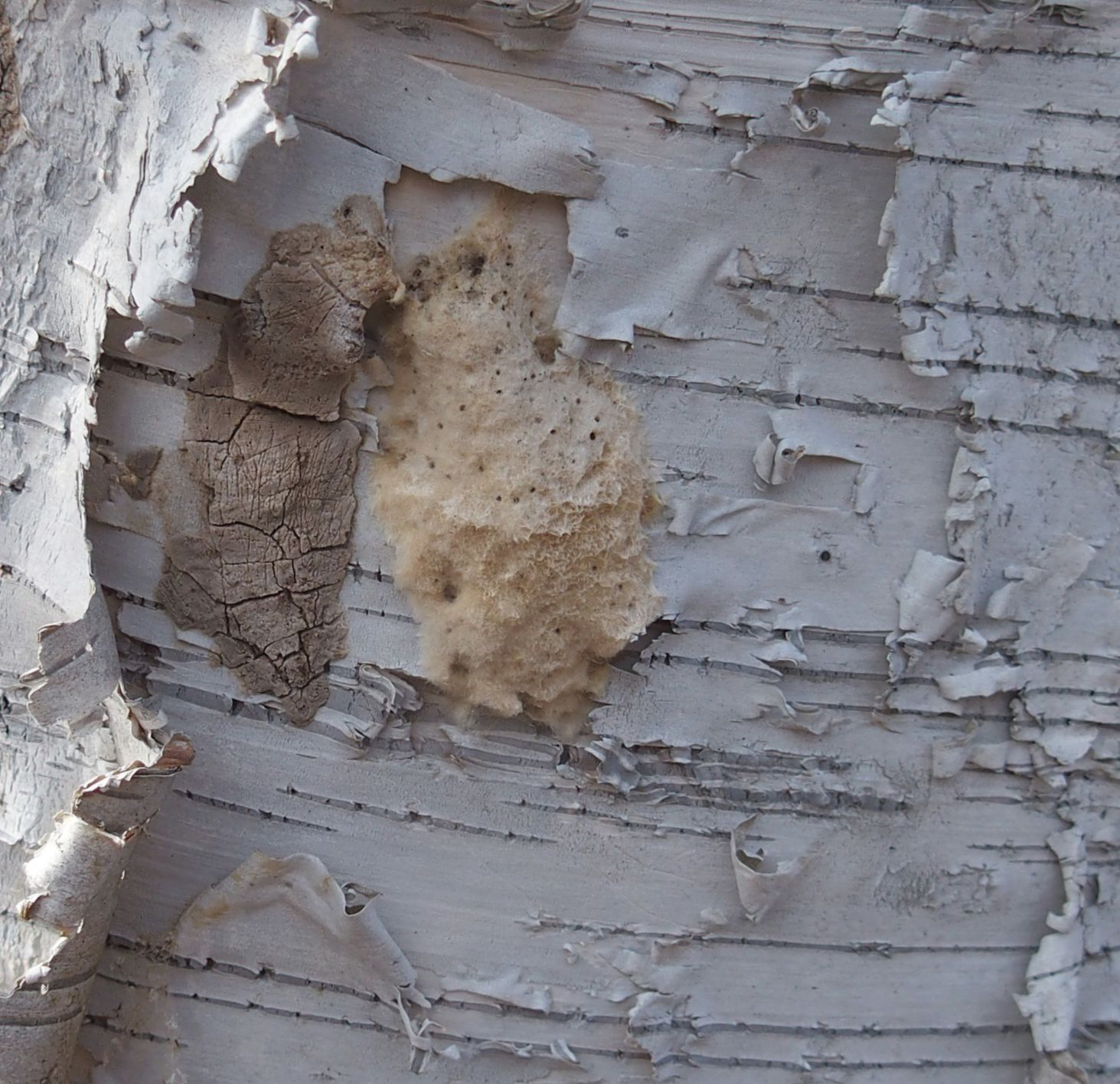 Spotted lanternfly egg mass